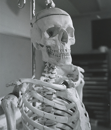 Skeleton