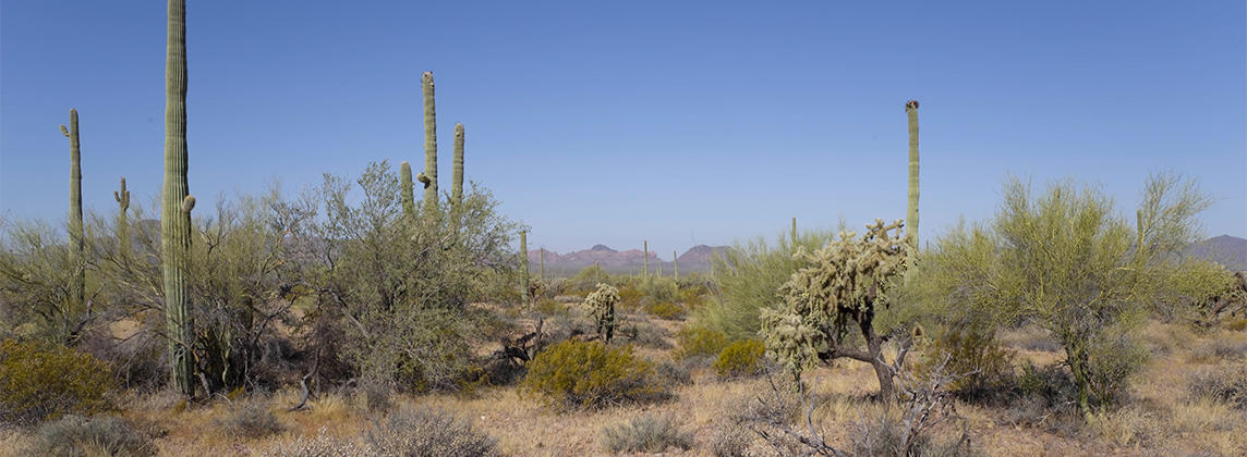 desert landscape