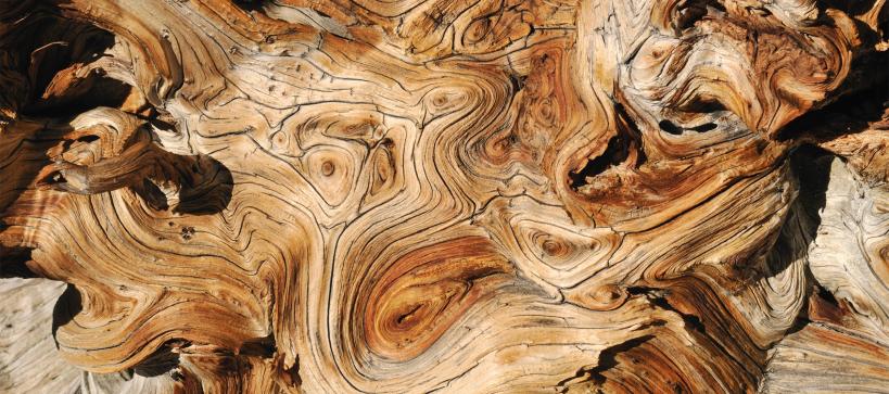 Close up of wood grain that contains elaborate swirls and different browns.