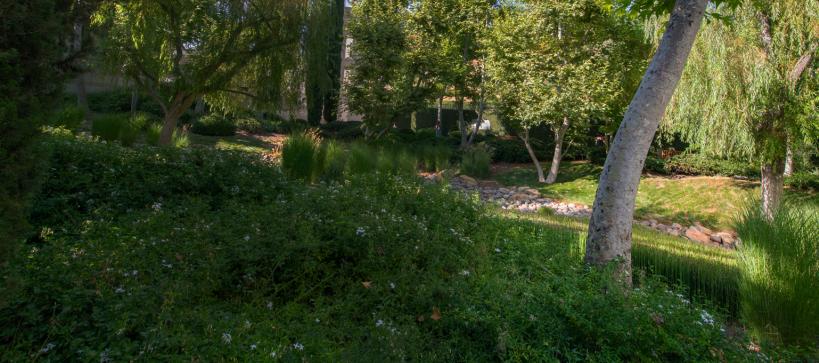 A green arroyo landscape with trees and rocks.