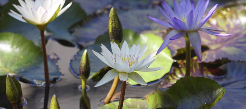 A close up of purple and white water lilies.