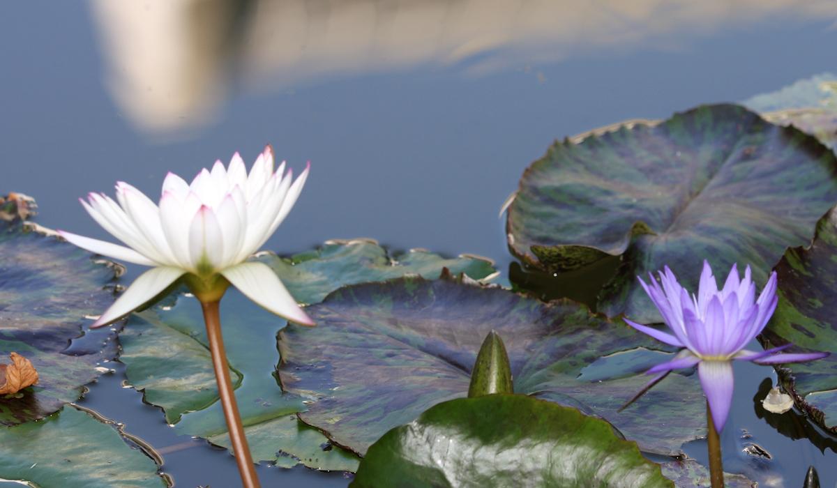 White and purple water lilies in lily pond with a reflection of the Skirball building at the top of the image