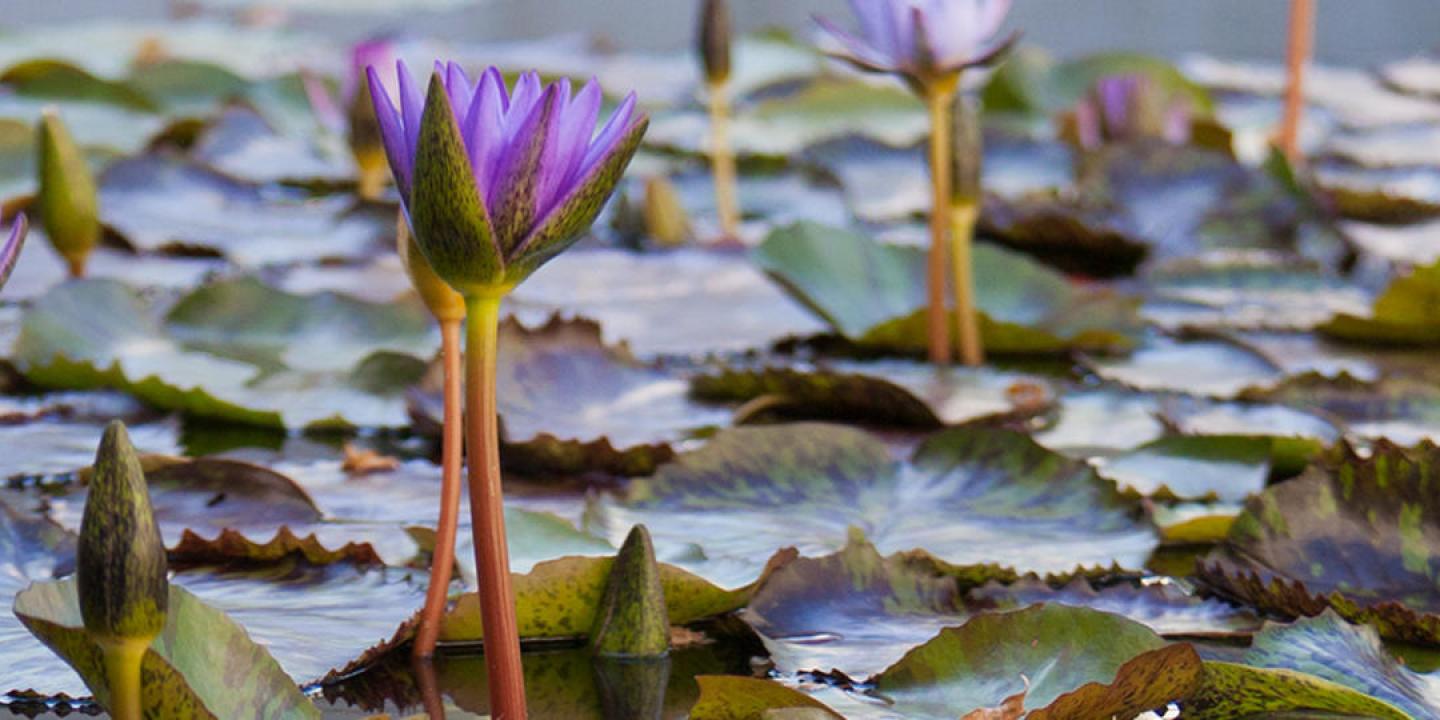Close-up photo of flowering water lillies
