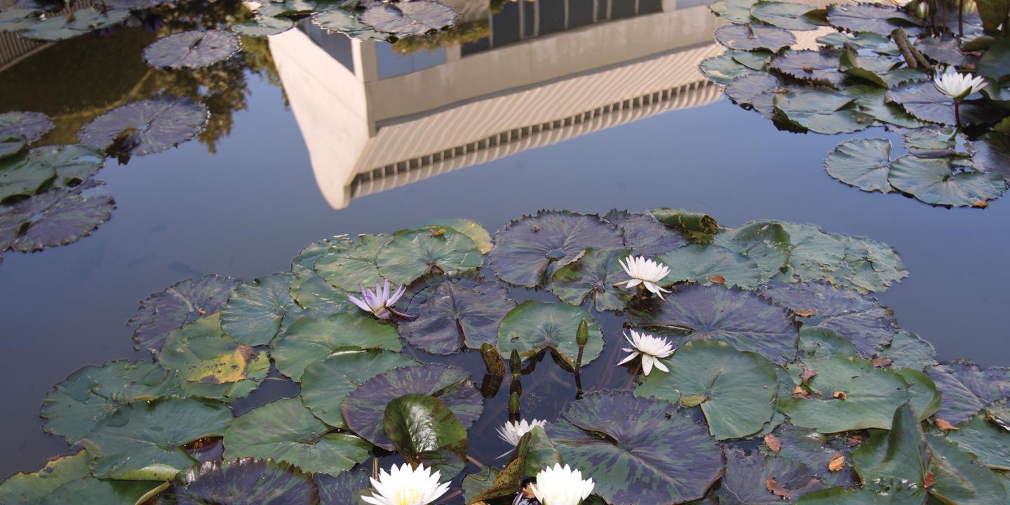 Water lilies and a building reflecting in a pond