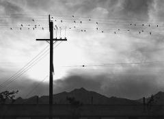 birds sitting on electrical power wires