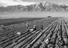 people walking and bending over in a tilled field with mountains in the distant background