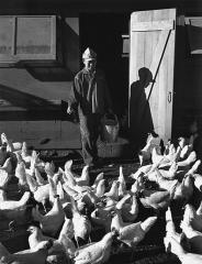 a man tossing feed to a flock of chickens
