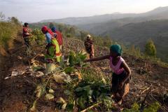 women working in a field