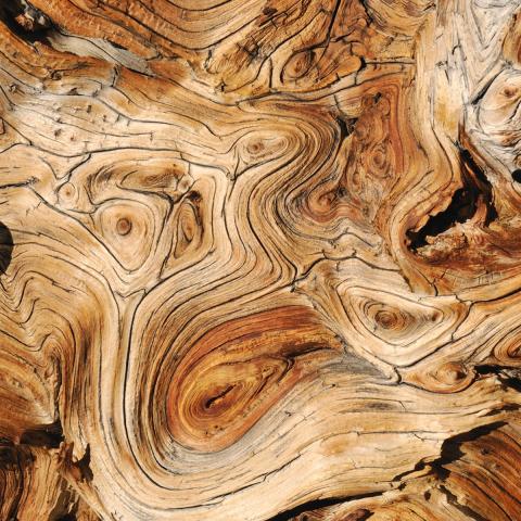 Close up of wood grain that contains elaborate swirls and different browns.