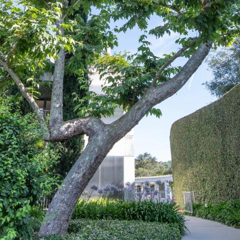 Outdoor image of a lush green corner of the Skirball campus with a large tree in the center.
