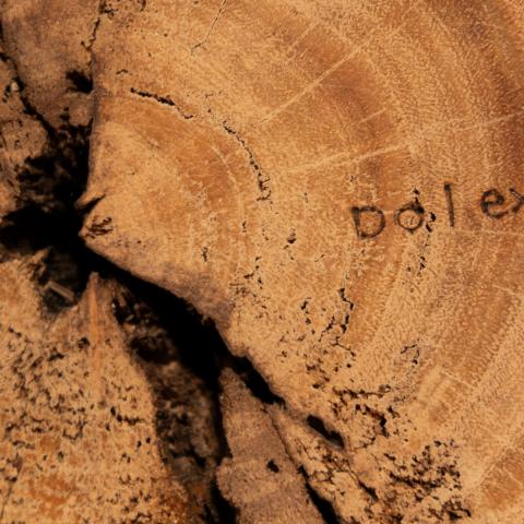 Detail of a cross section of a tree with the words, Do I exist? burned into the wood.