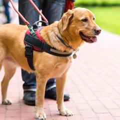 A golden retriever with a service harness on leading a person.