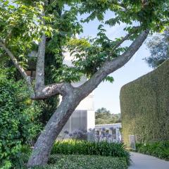Outdoor image of a lush green corner of the Skirball campus with a large tree in the center.
